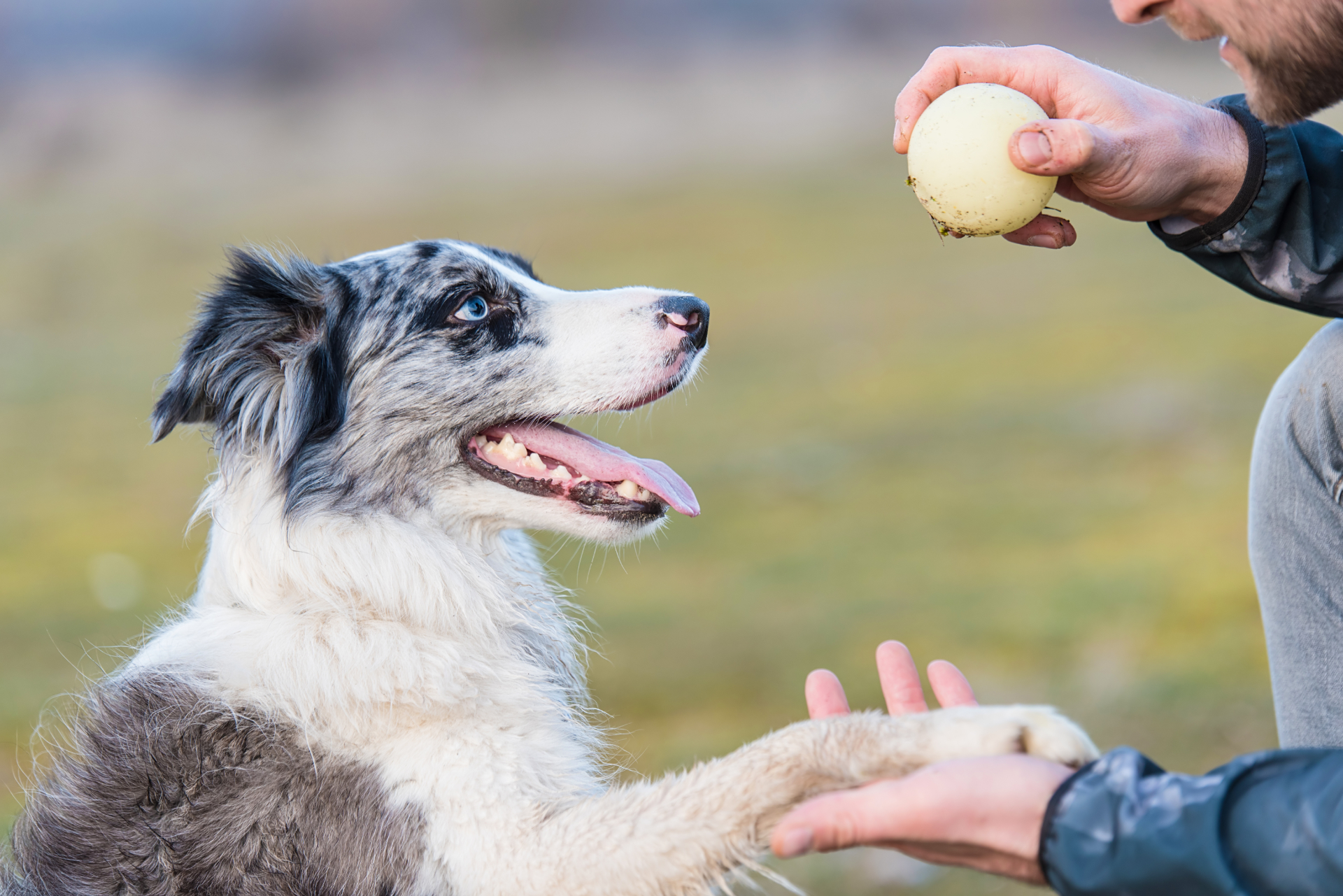 Curso de educador canino